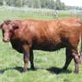 2010 Four Year Old Fall Cow 663R R