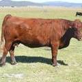 2010 Nine Year Old Cow 142R R 7