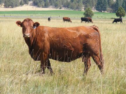 2010 Nine Year Old Cow 153W R
