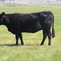 2010 Nine Year Old Fall Cow 175R B