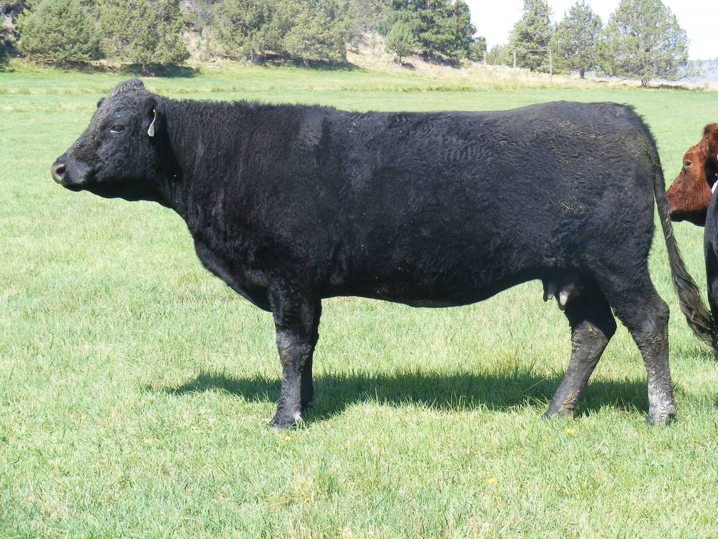 2010 Seven Year Old Fall Cow 384W B
