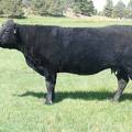 2010 Seven Year Old Fall Cow 384W B