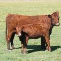 2010 Ten Year Old Cow 046R R