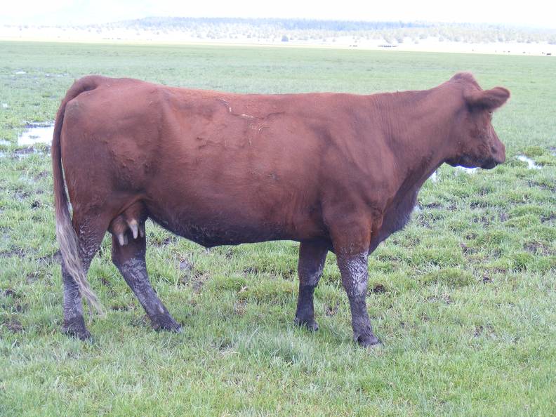 2010 Ten Year Old Cow 068W R