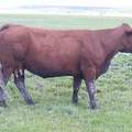 2010 Ten Year Old Cow 068W R