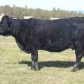 2011 Eight Year Old Cow 335W B