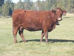 2011 Eleven Year Old Cow 042R RB