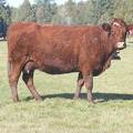2011 Eleven Year Old Cow 042R RB