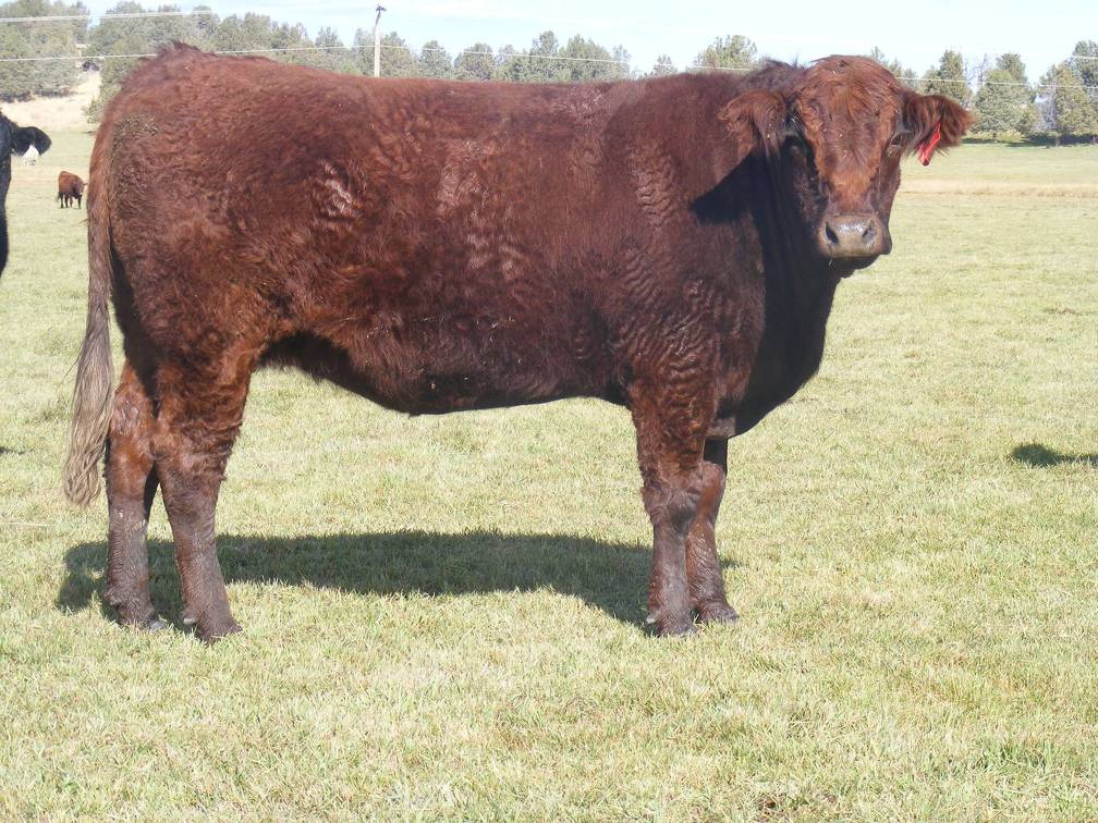 2011 Five Year Old Cow 616yR R