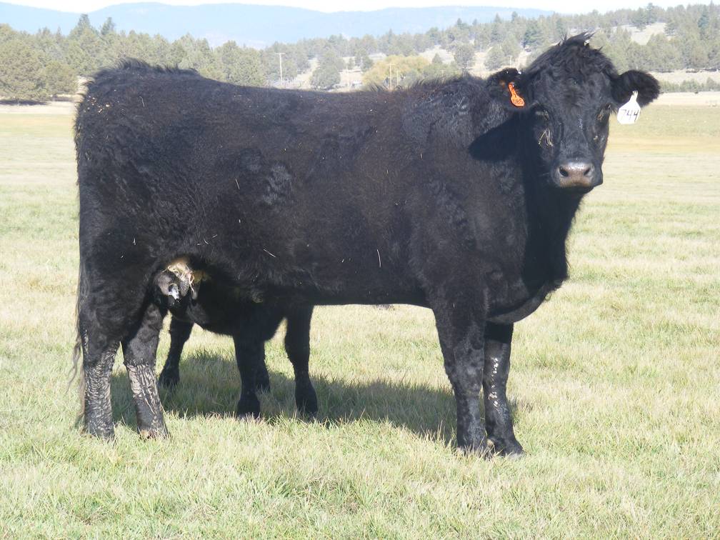 2011 Four Year Old Cow 744W B