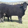 2011 Four Year Old Cow 744W B