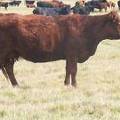 2011 Seven Year Old Cow 420R R.JPG