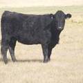 2011 Six Year Old Cow 559W B     Gail