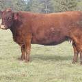 2011 Ten Year old Cow 111R R