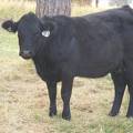 2011 Two Year Old Cow 967W B  Tippy