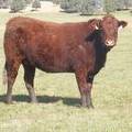 2011 Two Year Old Cow 990W R.JPG