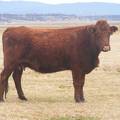 2014 Six Year Old Cow 818
