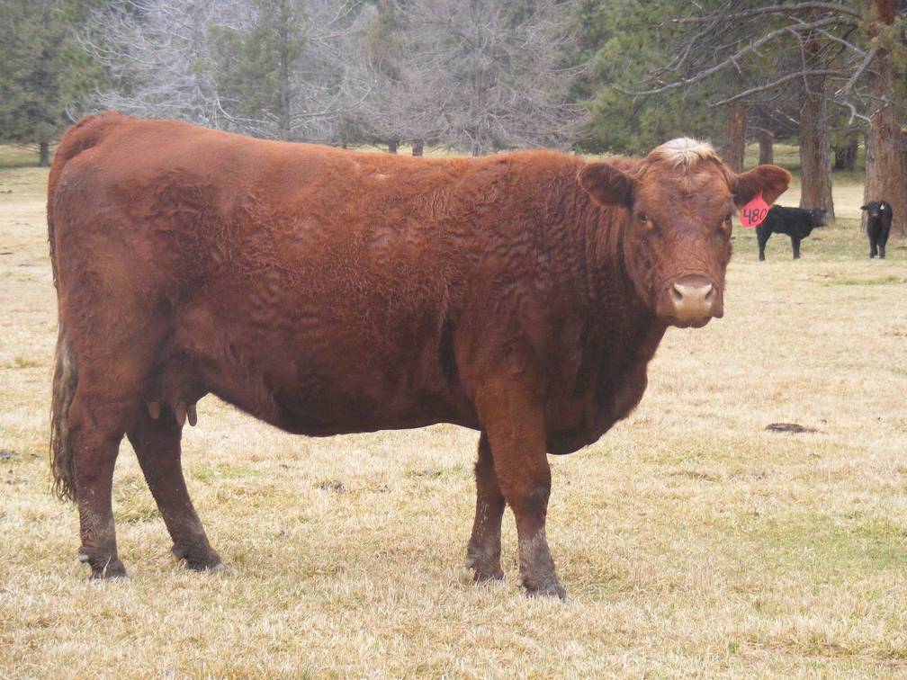 2014 Ten Year Old Cow 480