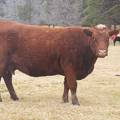 2014 Ten Year Old Cow 480