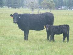 2015 Two Year Old Cow 47A