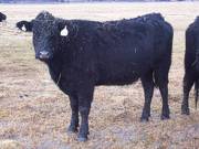 2007 Cow