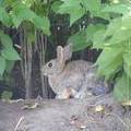 Bunny Rabbit.jpg