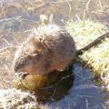 Muskrat eating his lunch