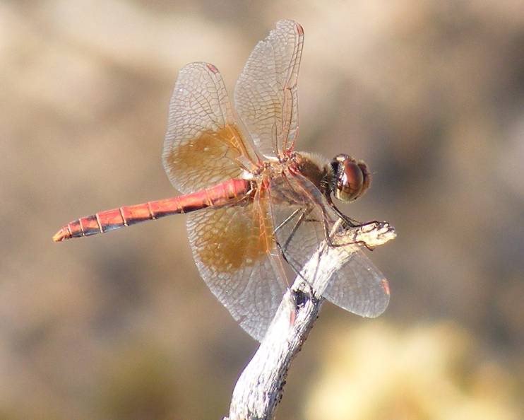Red Dragonfly.jpg