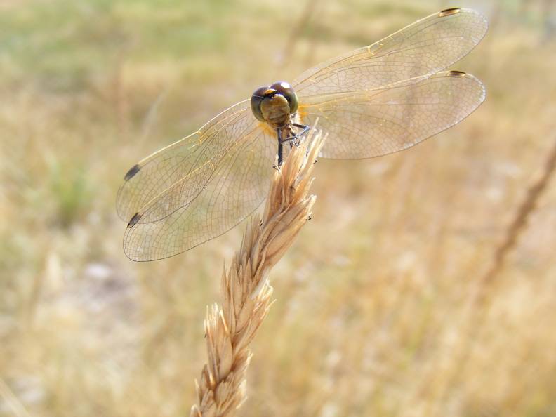 Yellow Dragonfly.jpg