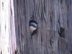 Pygmy Nuthatch watching us work in corral