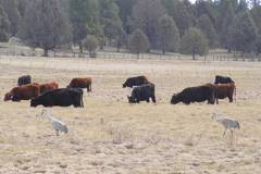 Sandhills eating with cows