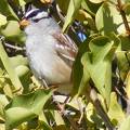White crowned sparrow.jpg