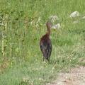White Faced Ibis by Road