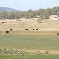 Geese and cows grazing