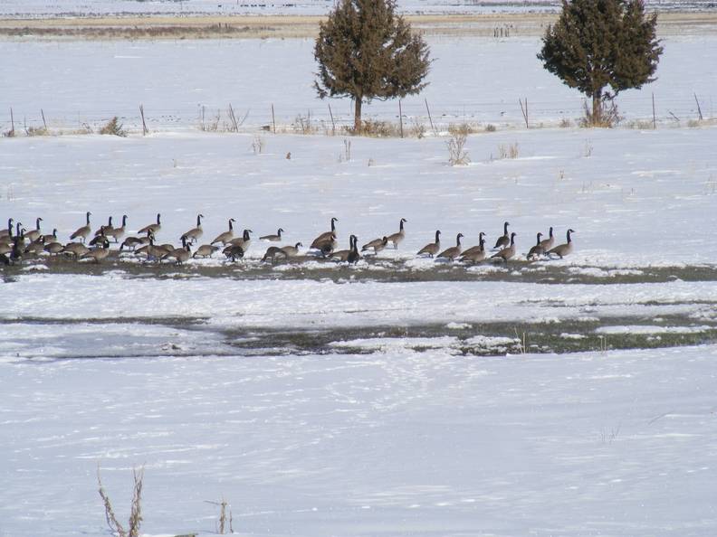 Geese by well during winter.jpg