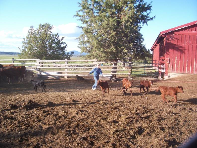 Sorting calves