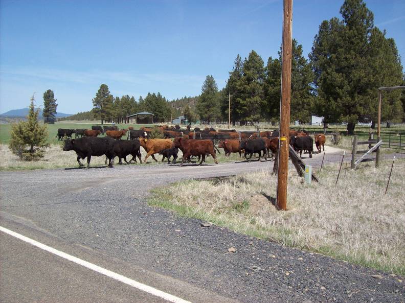 Cattle drive  3 