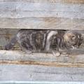 Stalking Barn Cat