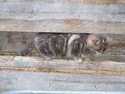 Stalking Barn Cat