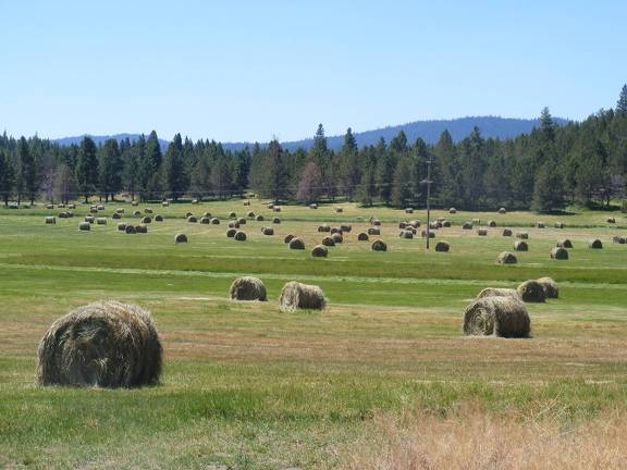 Field of bales  2 