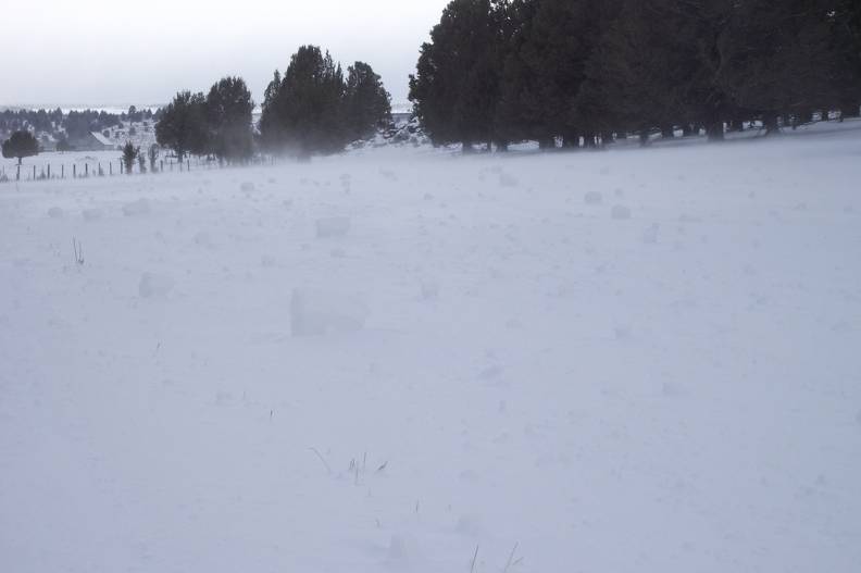 field of snow rollers.JPG