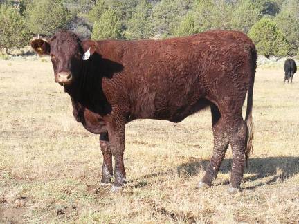 2010 Coming Two Bred Heifer 27WW T
