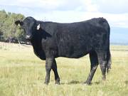 2010 Coming Two Bred Heifer 59WW B