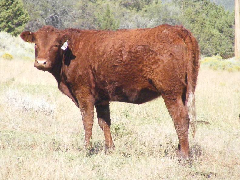 2010 Coming Two Bred Heifer 946W R