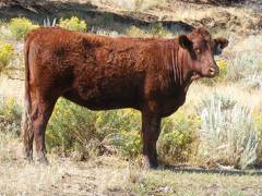 2010 Coming Two Bred Heifer 954W R
