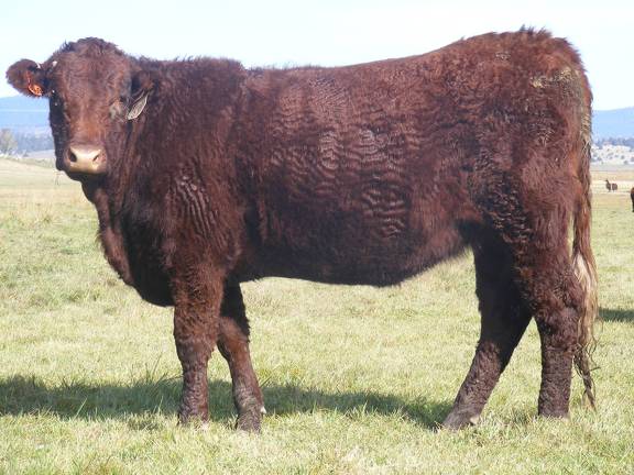 2011 Coming Two Bred Heifer 16XW R 2