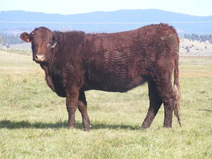 2011 Coming Two Bred Heifer 16XW R