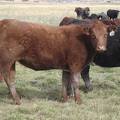 2011 Coming Two Bred Heifer 023W R