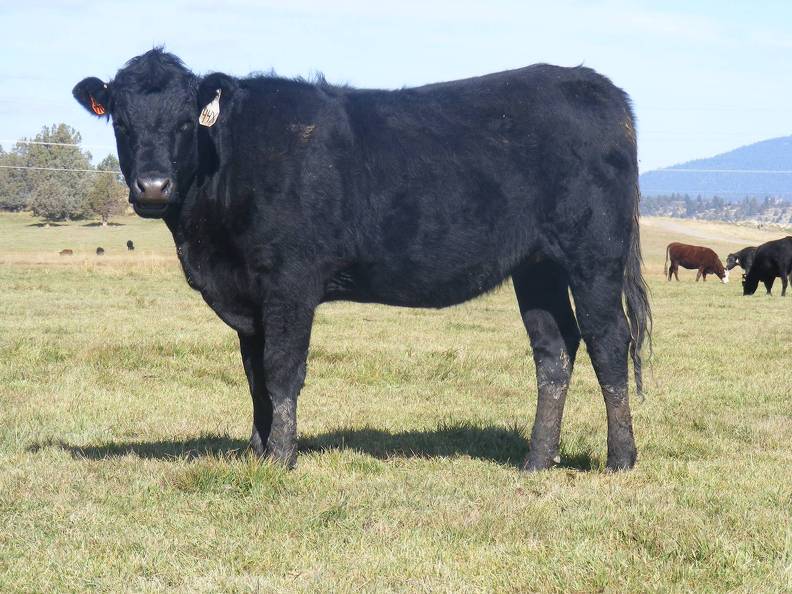 2011 Coming Two Bred Heifer 44XW B