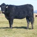 2011 Coming Two Bred Heifer 44XW B